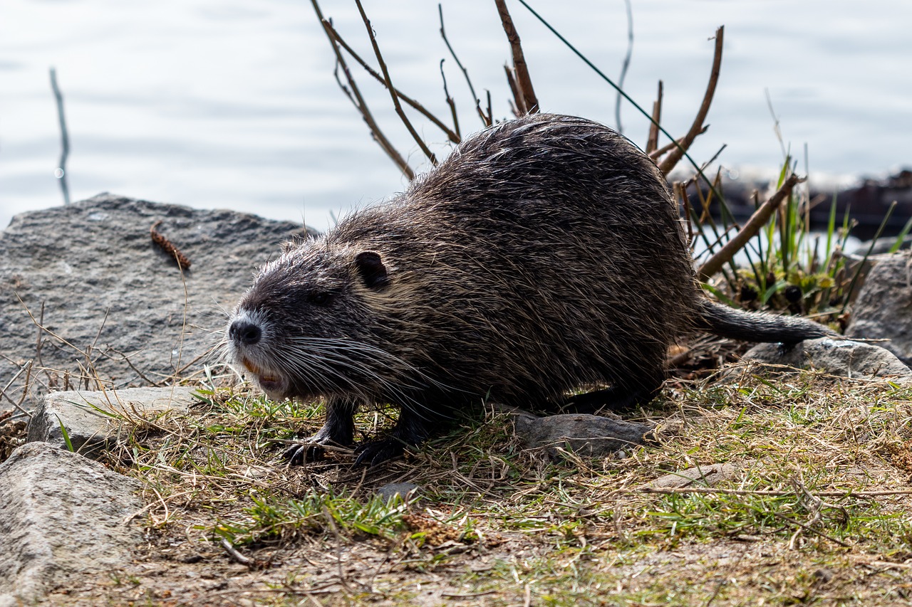 Gamta,  Gyvūnų Pasaulis,  Gyvūnas,  Žinduolis,  Laukiniai,  Graužikas,  Nutria,  Be Honoraro Mokesčio, Nemokamos Nuotraukos,  Nemokama Licenzija