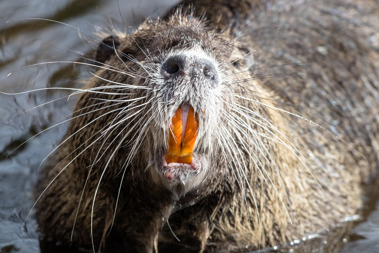 Gamta,  Gyvūnų Pasaulis,  Gyvūnas,  Žinduolis,  Laukiniai,  Nutria,  Be Honoraro Mokesčio, Nemokamos Nuotraukos,  Nemokama Licenzija