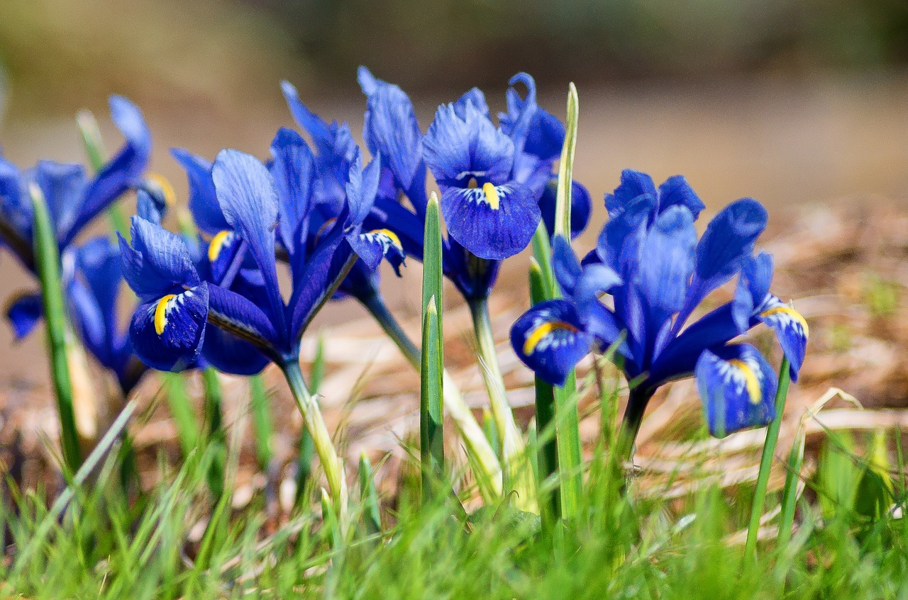 Gamta,  Augalas,  Gėlė,  Sezonas,  Žiedlapis,  Pavasaris,  Iris,  Mėlynas,  Uždaryti,  Schönwetter