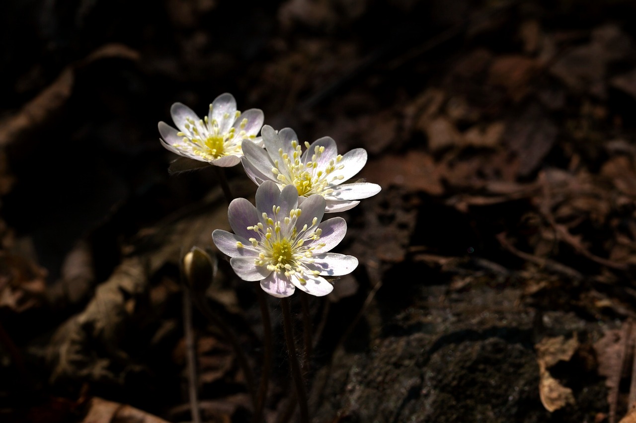 Gamta,  Augalai,  Gėlės,  Lauke,  Wildflower,  Hepatica,  Pavasaris,  Kalnas,  Miške,  Slėnis