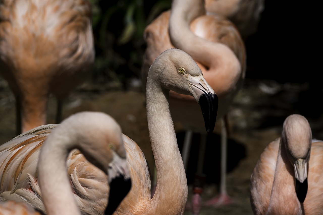 Gamta,  Laukinė Gamta,  Paukštis,  Gyvūnas,  Flamingo,  Gražus,  Be Honoraro Mokesčio, Nemokamos Nuotraukos,  Nemokama Licenzija