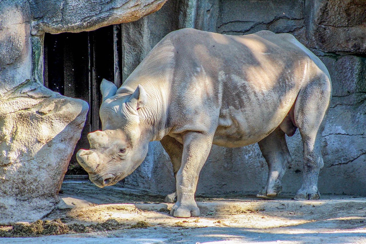 Gamta,  Gyvūnas,  Laukiniai,  Rhino,  Laukinė Gamta,  Be Honoraro Mokesčio, Nemokamos Nuotraukos,  Nemokama Licenzija