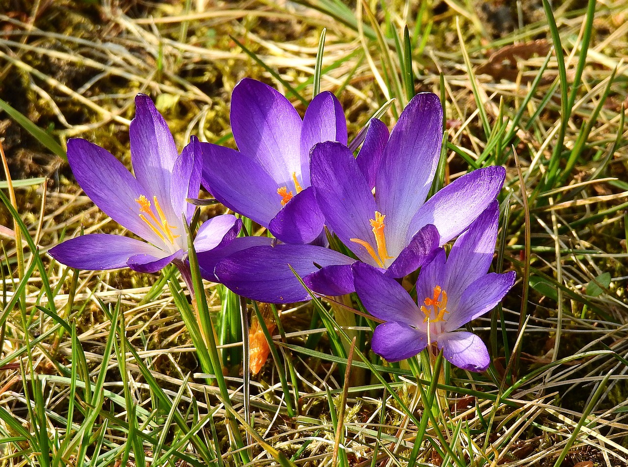 Gamta,  Gėlė,  Augalas,  Crocus,  Gražus,  Be Honoraro Mokesčio, Nemokamos Nuotraukos,  Nemokama Licenzija