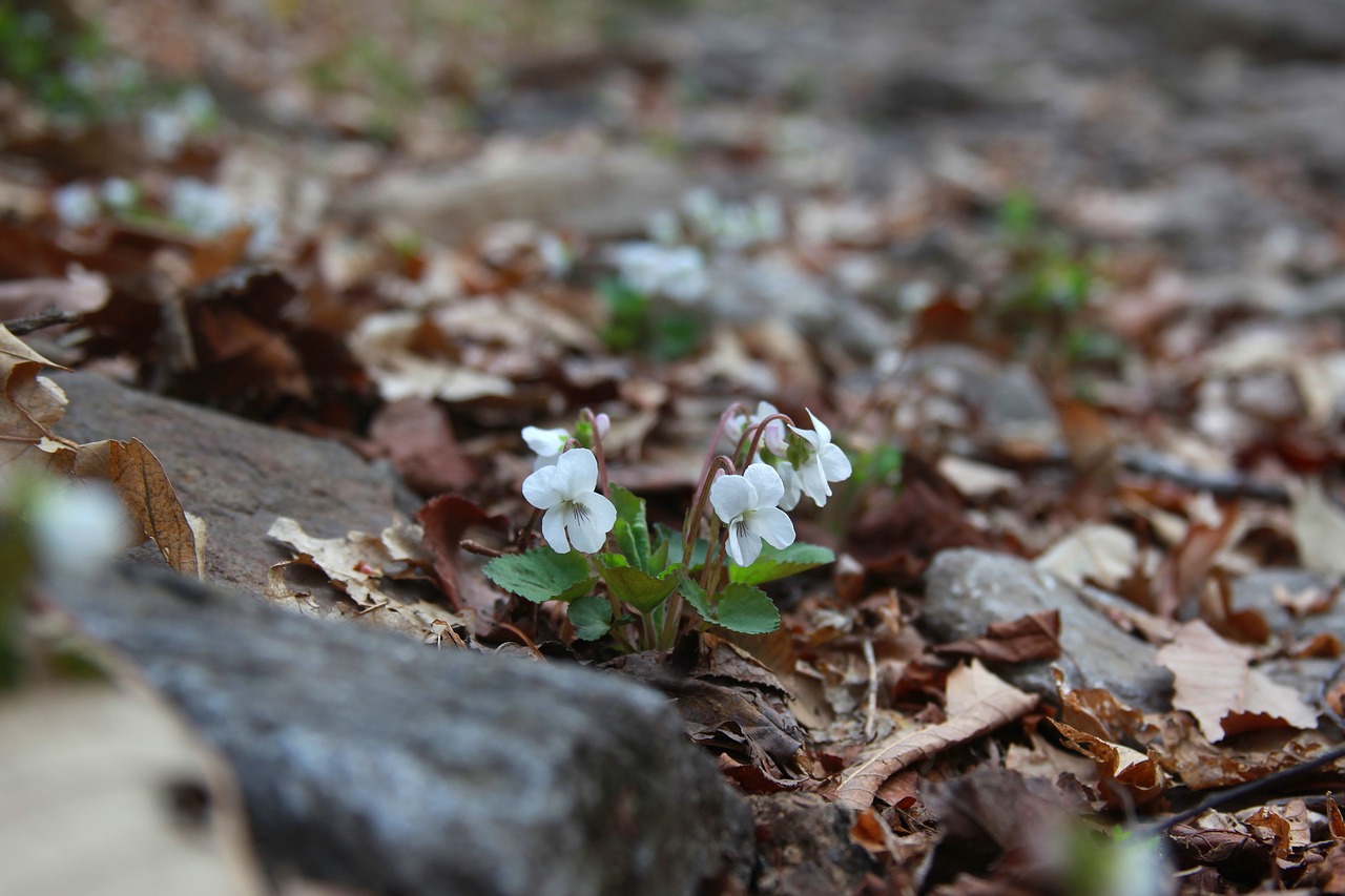 Gamta,  Sezonas,  Lapai,  Mediena,  Wildflower,  Kalnas,  Slėnis,  Violetinė,  Balti Tikrosios Gėlės,  Pavasaris