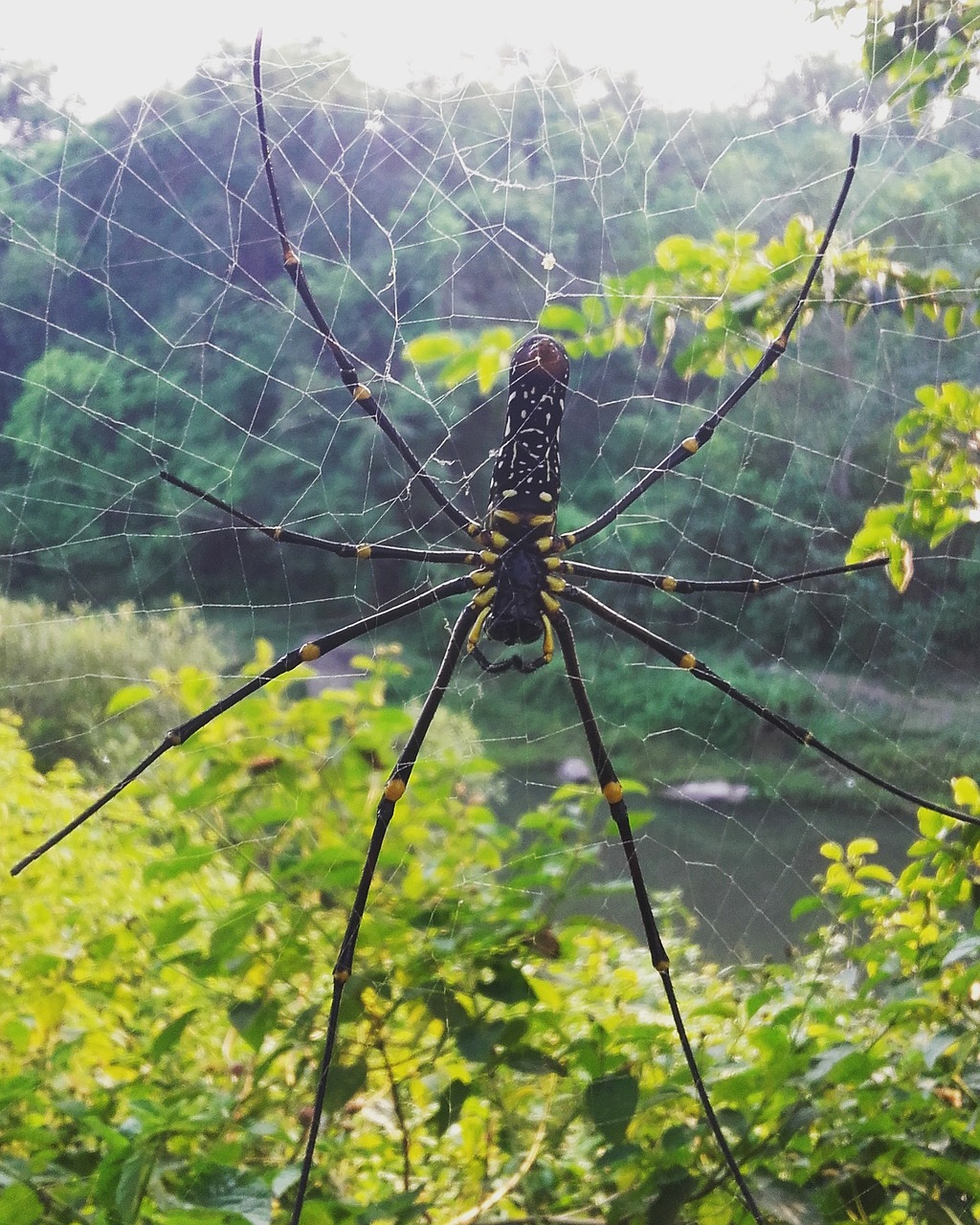 Gamta,  Mediena,  Lauke,  Medis,  Flora,  Be Honoraro Mokesčio, Nemokamos Nuotraukos,  Nemokama Licenzija