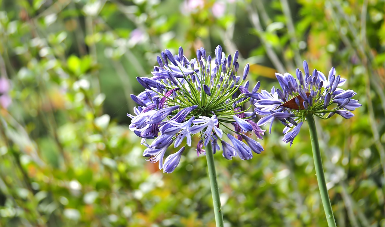 Gamta,  Flora,  Vasara,  Gėlė,  Lauke,  Sodas,  Laukas,  Wildflower,  Augimas,  Gėlių