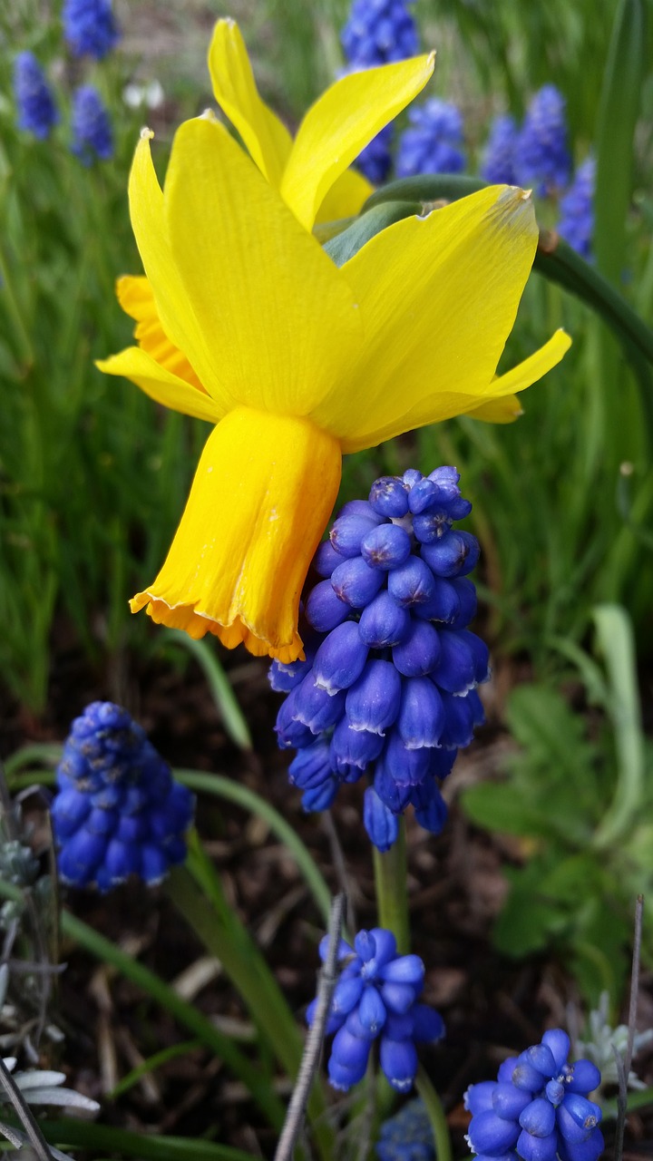 Gamta,  Gėlė,  Flora,  Sodas,  Vasara,  Sezonas,  Lauke,  Žiedlapis,  Lapai,  Žydi