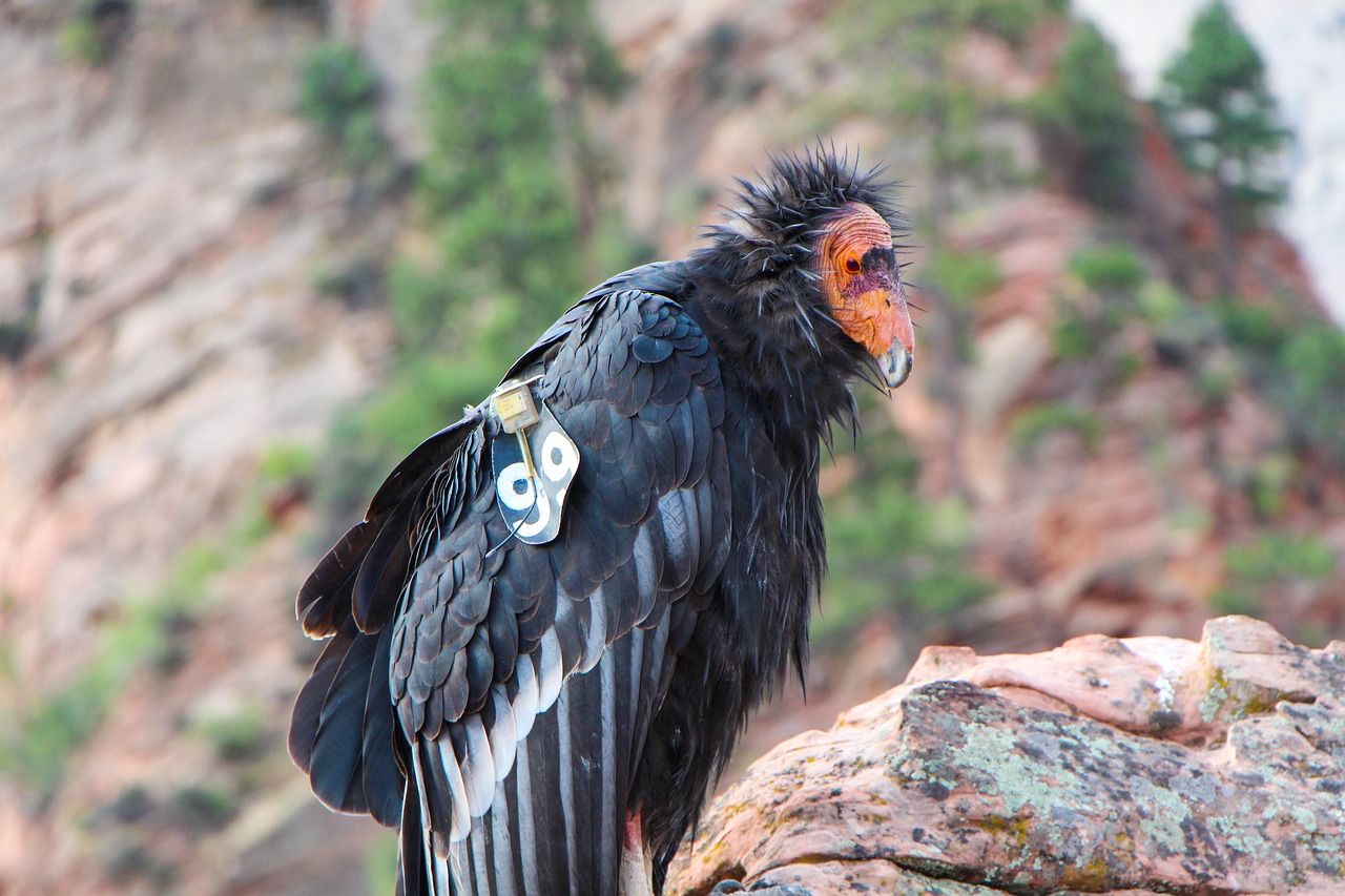 Gamta,  Laukinė Gamta,  Paukštis,  Gyvūnas,  Laukiniai,  Condor,  Kalifornija Condor,  99,  Zion,  Utah