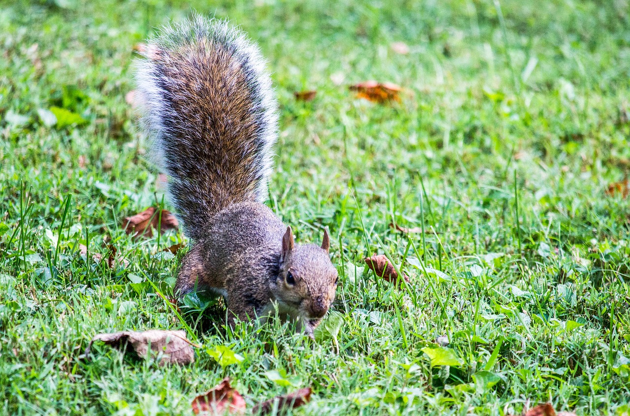 Gamta,  Žolė,  Gyvūnas,  Laukinė Gamta,  Žinduolis,  Voverė,  Be Honoraro Mokesčio, Nemokamos Nuotraukos,  Nemokama Licenzija