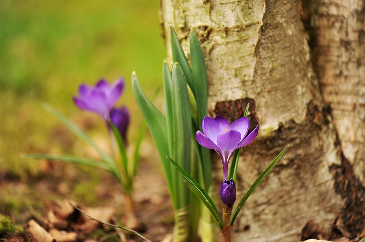 Gamta,  Augalas,  Gėlė,  Lapai,  Sezonas,  Sodas,  Beržas,  Crocus,  Žiedas,  Žydėti