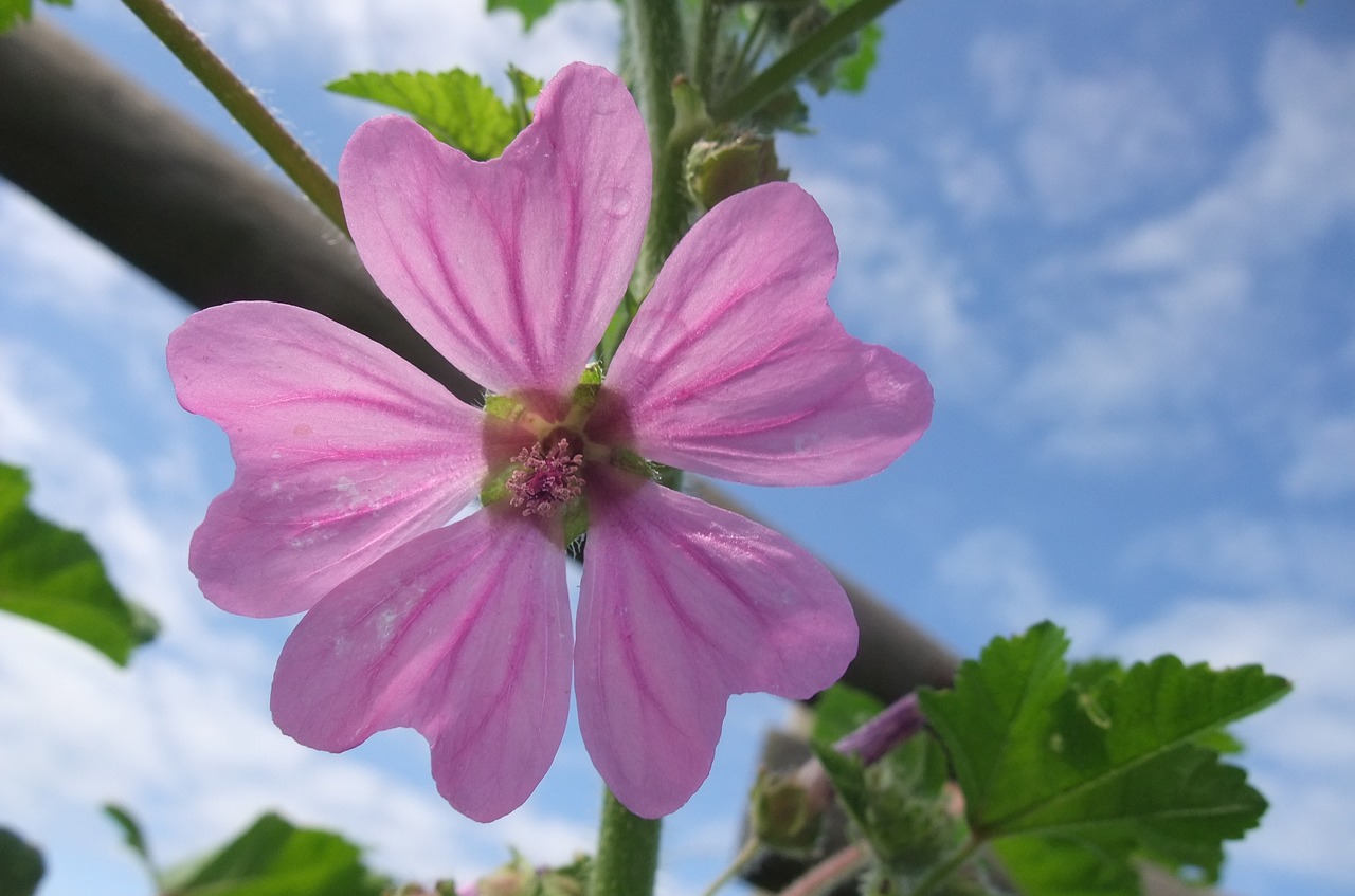 Gamta,  Augalas,  Vasara,  Sodas,  Žiedlapis,  Hollyhock,  Rožinis,  Oras,  Mėlynas,  Be Honoraro Mokesčio