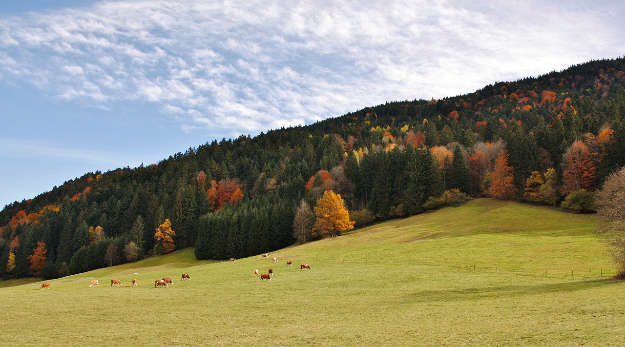 Gamta,  Panorama,  Kraštovaizdis,  Žolė,  Dangus,  Medis,  Ruduo,  Pieva,  Horizontalus,  Kalnas