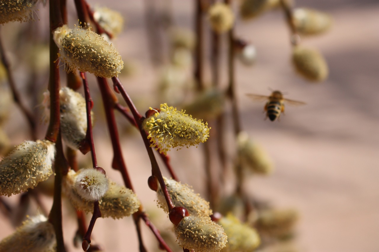 Gamta,  Gėlė,  Augalas,  Bičių,  Gluosnių Catkins,  Makro,  Vasara,  Graži Gėlė,  Vabzdys,  Hummel