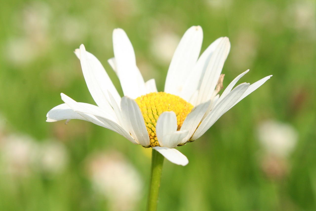 Gamta,  Gėlė,  Flora,  Vasara,  Žolė,  Daisy,  Augalas,  Laukas,  Oksėja,  Ramunė