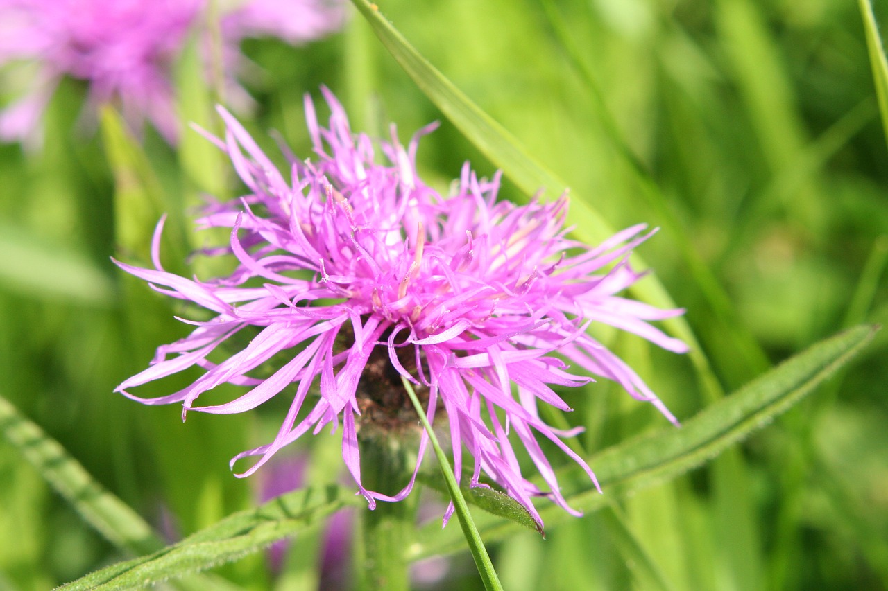 Gamta,  Flora,  Vasara,  Gėlė,  Sodas,  Laukas,  Žolė,  Gėlių,  Žiedlapis,  Wildflower