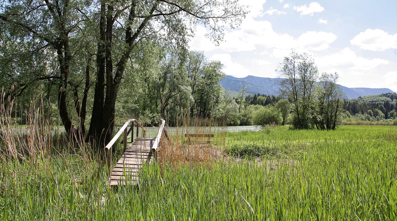 Gamta,  Medis,  Žolė,  Kraštovaizdis,  Mediena,  Panorama,  Kalnas,  Dangus,  Vasara,  Kelionė