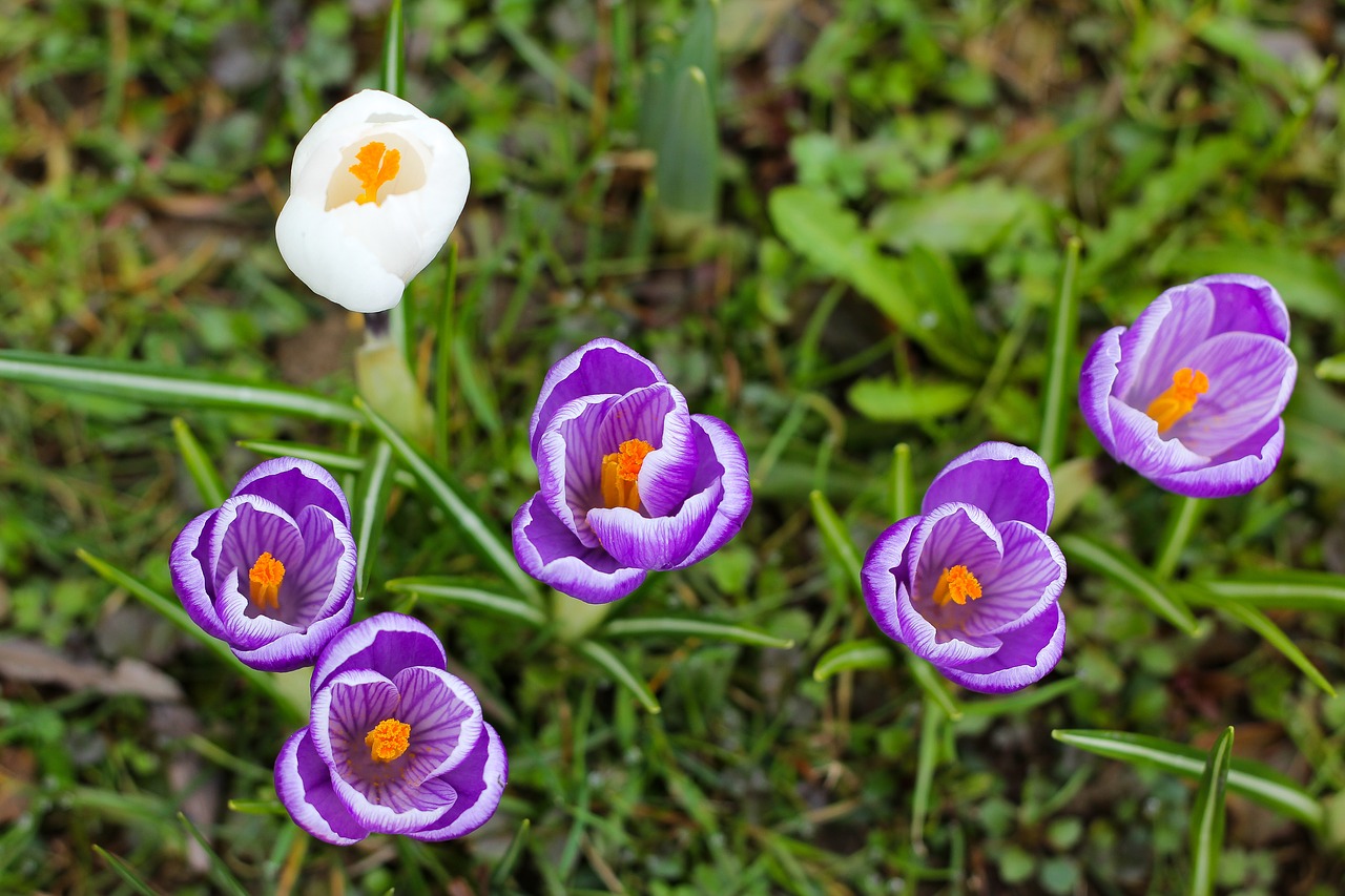 Gamta,  Gėlė,  Augalas,  Crocus,  Pavasaris,  Be Honoraro Mokesčio, Nemokamos Nuotraukos,  Nemokama Licenzija