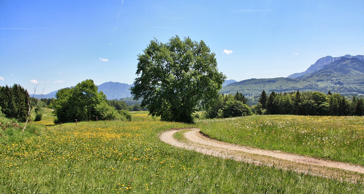 Gamta,  Kraštovaizdis,  Medis,  Žolė,  Vasara,  Panorama,  Dangus,  Laukas,  Pieva,  Kaimas