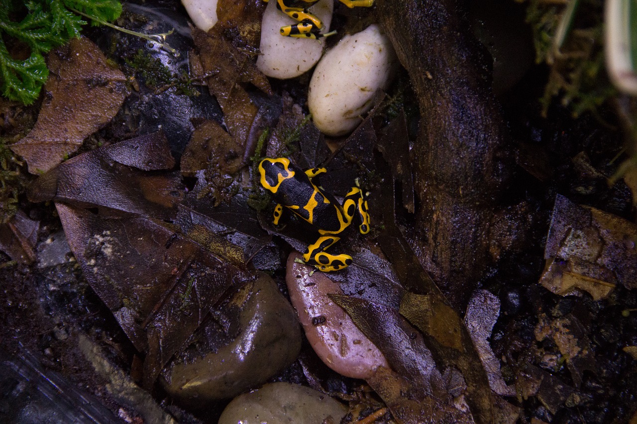 Gamta,  Varlė,  Šikšnosparnis Varlė,  Biologija,  Mediena,  Laukinė Gamta,  Terariumas,  Miškas,  Gyvūnas,  Fauna