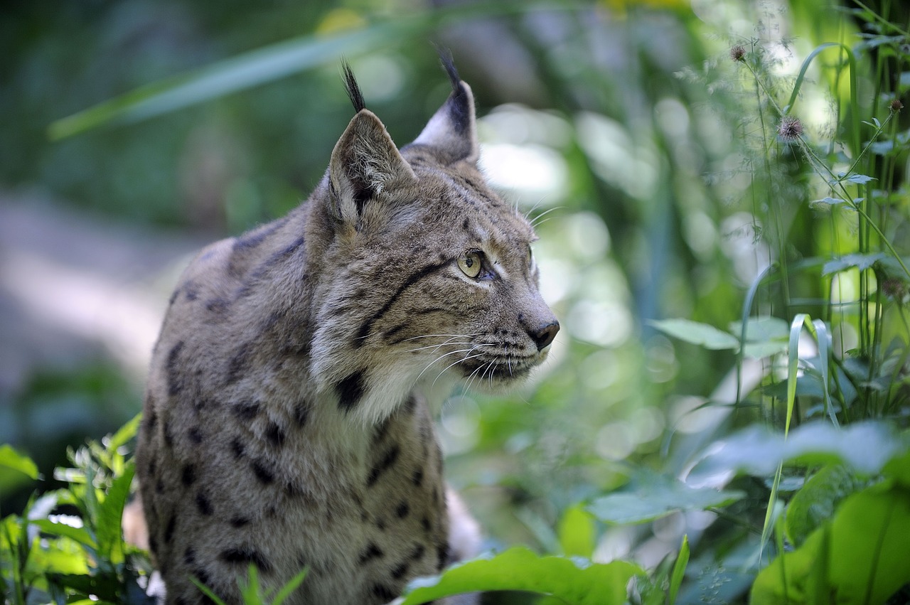 Gamta,  Fauna,  Gyvūnas,  Lauke,  Be Honoraro Mokesčio, Nemokamos Nuotraukos,  Nemokama Licenzija