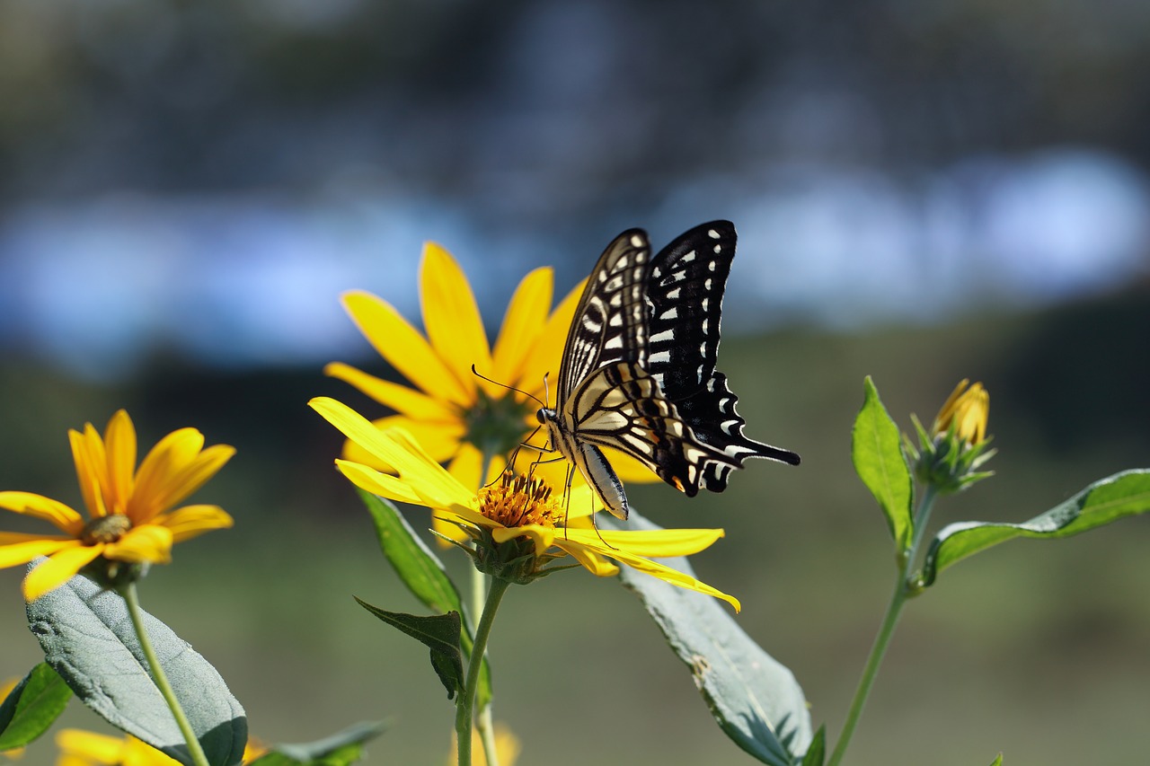 Gamta,  Lauke,  Vabzdžiai,  Drugelis,  Vasara,  Kiaulienos Bulvės,  Laukiniai,  Gėlės,  Prispausti,  Swallowtail