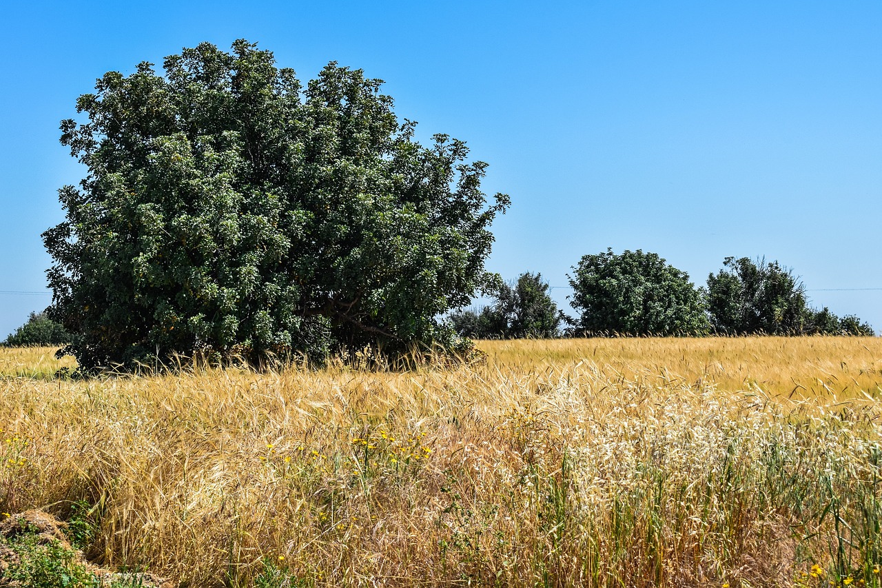 Gamta,  Laukas,  Kraštovaizdis,  Dangus,  Medis,  Žemdirbystė,  Hayfield,  Kaimas,  Kaimas,  Pavasaris