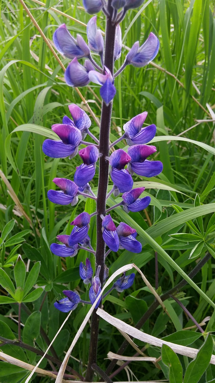 Gamta,  Flora,  Gėlė,  Vasara,  Lapai,  Lupinas,  Wildflower,  Alaska,  Be Honoraro Mokesčio, Nemokamos Nuotraukos