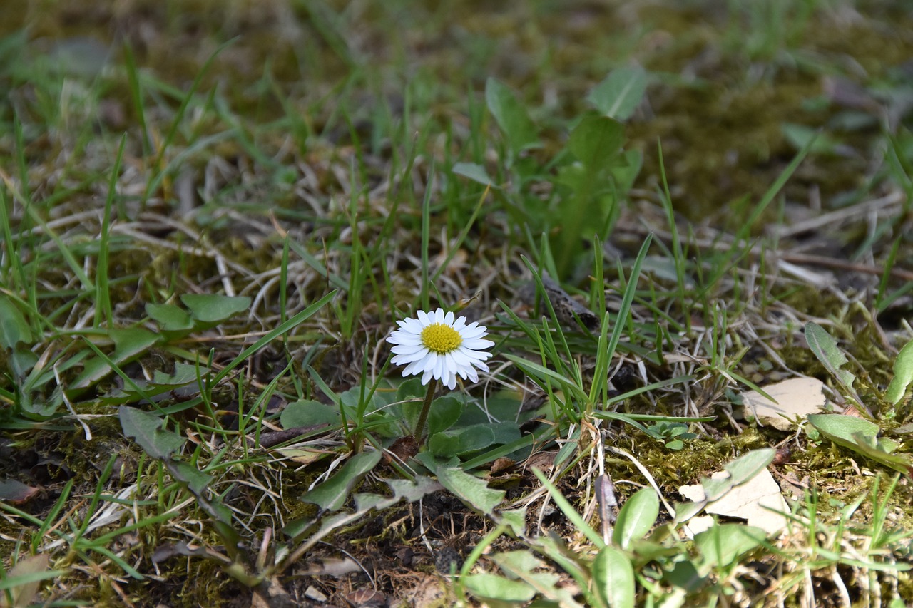 Gamta,  Žolė,  Flora,  Vasara,  Lauke,  Gėlė,  Sodas,  Daisy,  Pavasaris,  Žalias