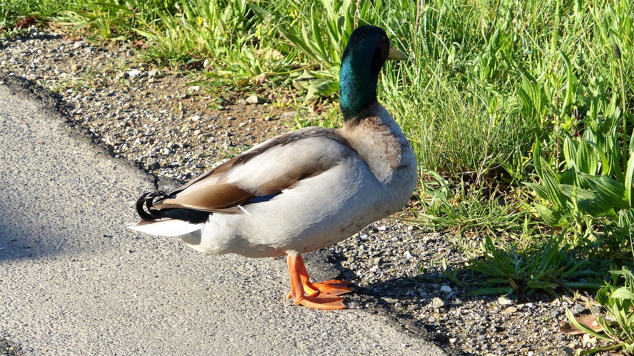 Gamta,  Paukštis,  Lauke,  Mare,  Vandens Telkinys,  Antis,  Fauna,  Rašiklis,  Sparnas,  Snapas