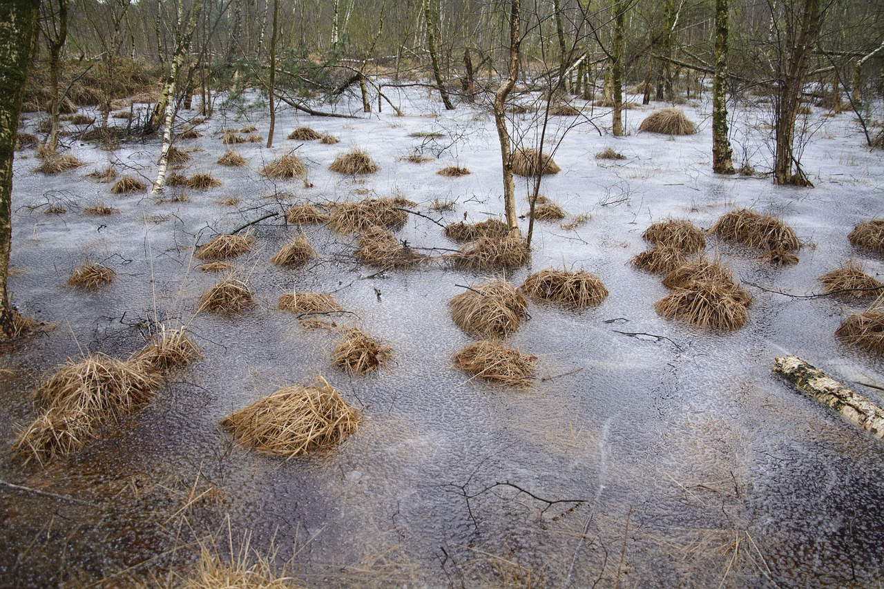 Gamta,  Vandenys,  Mediena,  Kraštovaizdis,  Medis,  Žiema,  Žolė,  Kiauras,  Be Honoraro Mokesčio, Nemokamos Nuotraukos