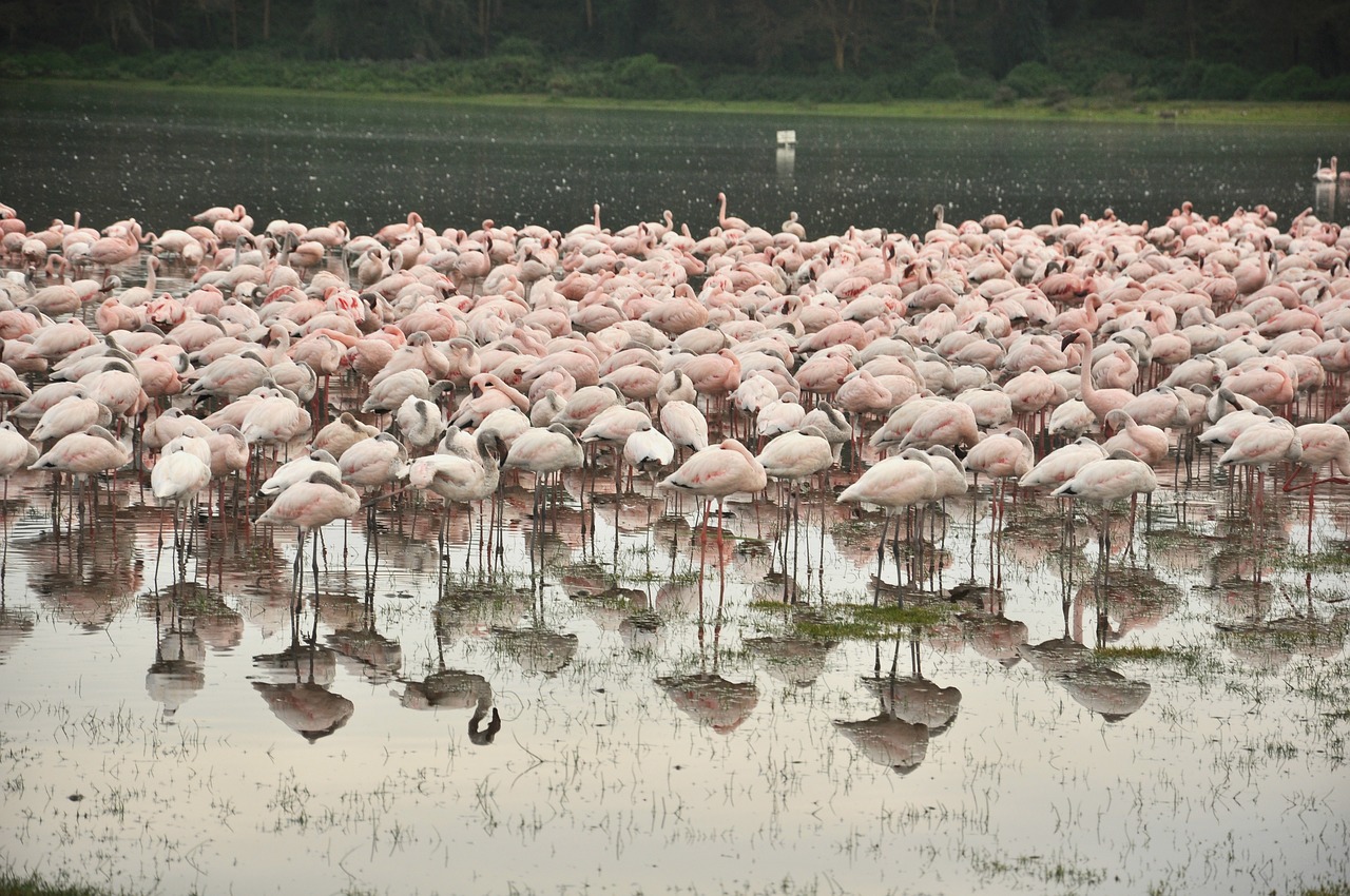 Gamta,  Vanduo,  Lauke,  Flamingo,  Be Honoraro Mokesčio, Nemokamos Nuotraukos,  Nemokama Licenzija