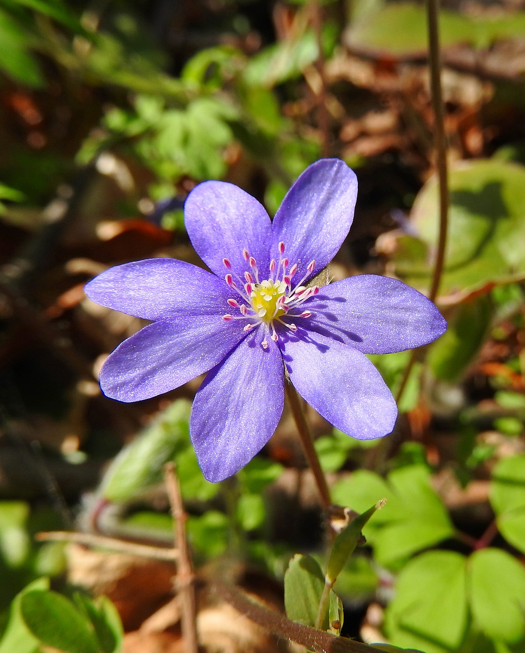 Gamta,  Wildflower,  Májvirág,  Pavasaris,  Miško Gėlė,  Be Honoraro Mokesčio, Nemokamos Nuotraukos,  Nemokama Licenzija