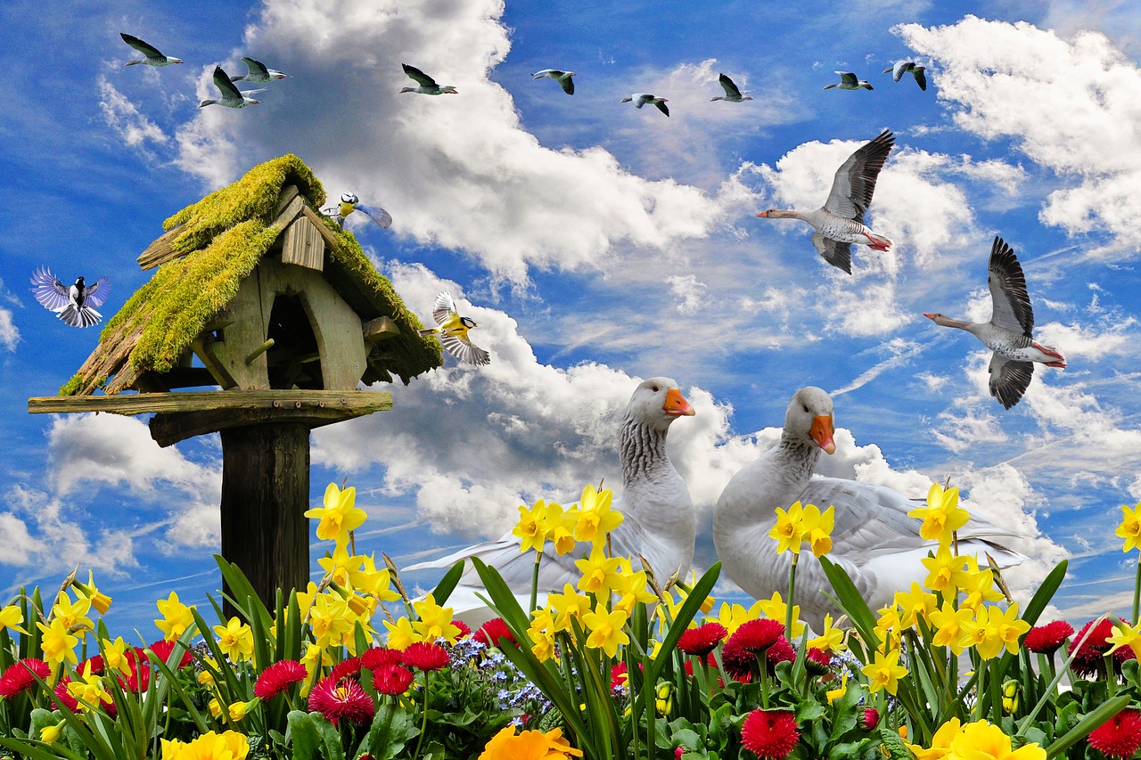 Gamta,  Pavasaris,  Gėlės,  Pavasario Gėlės,  Narcizas,  Žąsų Gėlė,  Geliu Lova,  Paukštis,  Šunys,  Žąsis