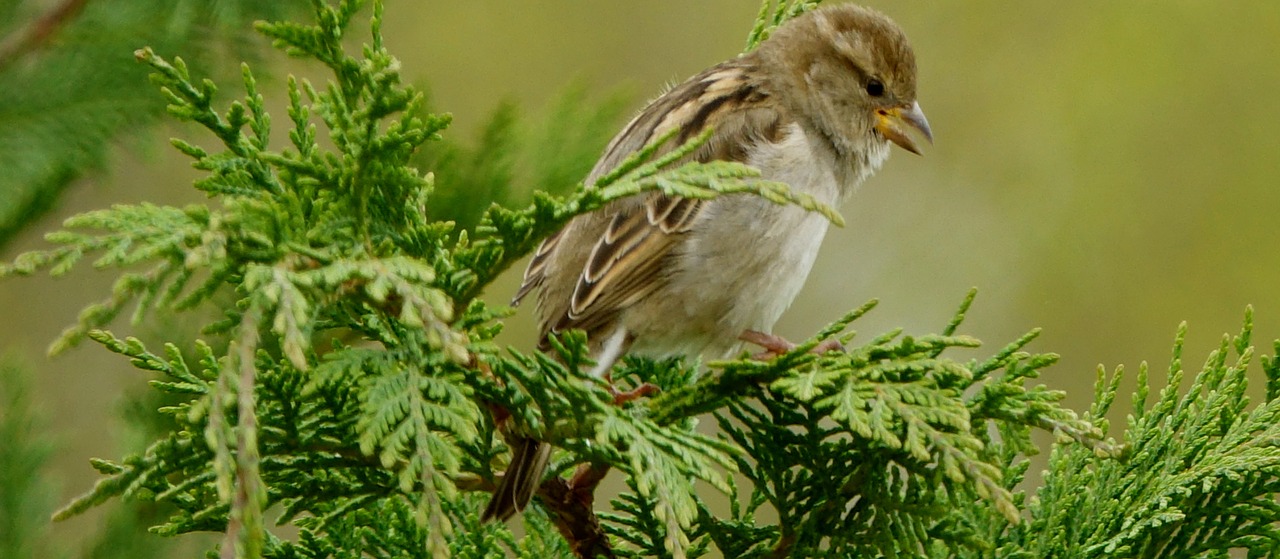 Gamta,  Fauna,  Petit,  Medis,  Be Honoraro Mokesčio, Nemokamos Nuotraukos,  Nemokama Licenzija