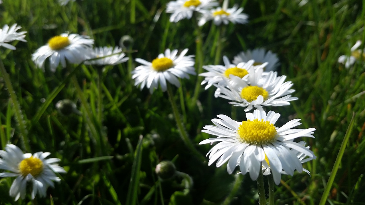 Gamta,  Gėlė,  Flora,  Vasara,  Hayfield,  Ramunė,  Žydi,  Fonas,  Be Honoraro Mokesčio, Nemokamos Nuotraukos