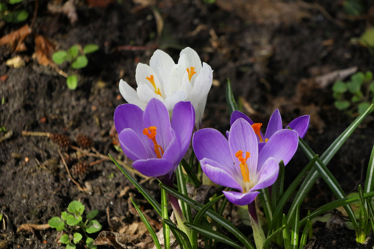 Gamta,  Gėlė,  Augalas,  Sezonas,  Gėlės,  Crocus,  Violetinė,  Sodas,  Gėlių,  Uždaryti