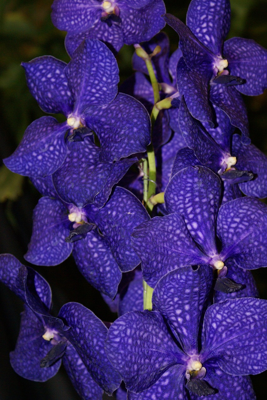 Pobūdį,  Gėlė,  Floros,  Sodas,  Vasara,  Tropical,  Žiedlapis,  Žydi,  Gėlių,  Botanikos