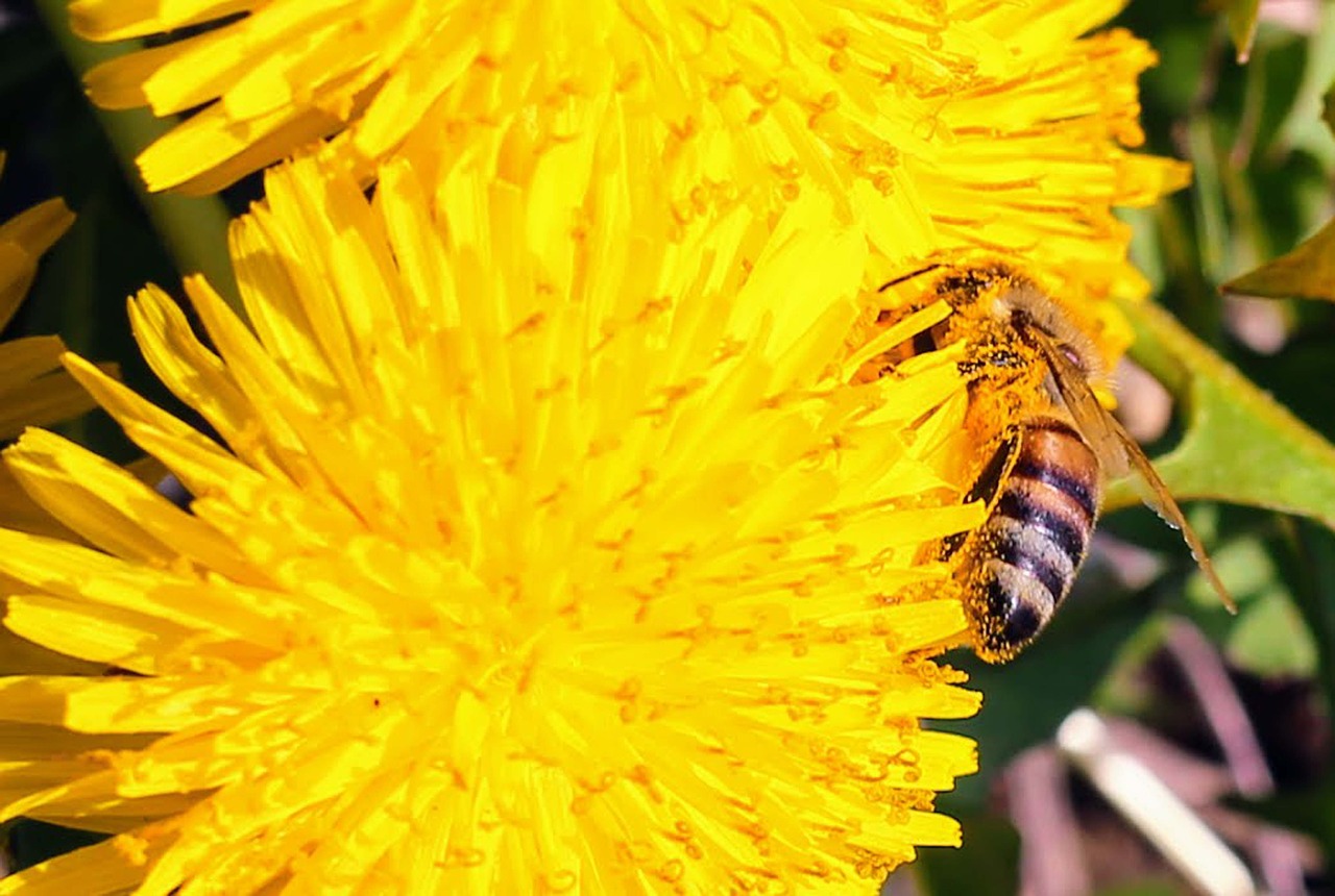 Pobūdį,  Gėlė,  Bičių,  Vabzdys,  Vasara, Nemokamos Nuotraukos,  Nemokama Licenzija