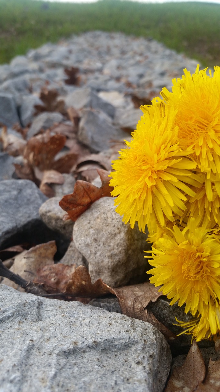 Pobūdį,  Floros,  Gėlė,  Vasara,  Lauke,  Parkas,  Darbastalio,  Sezonas,  Iš Arti, Nemokamos Nuotraukos