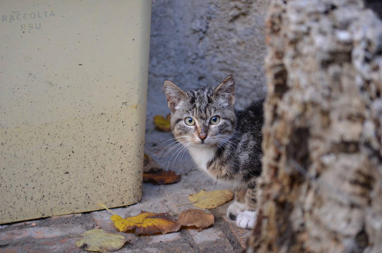 Pobūdį,  Katė,  Gyvūnijos Pasaulyje,  Kačių, Nemokamos Nuotraukos,  Nemokama Licenzija