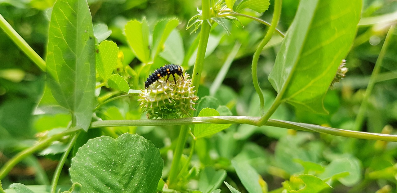 Pobūdį,  Lapų,  Floros,  Vasara,  Augimas, Nemokamos Nuotraukos,  Nemokama Licenzija