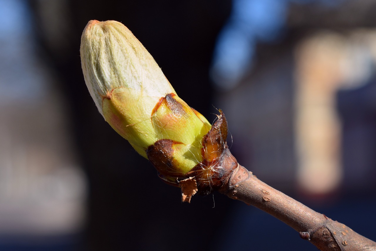 Pobūdį,  Medis,  Pavasaris,  Bud,  Filialas,  Makro,  Duomenis,  Krupnyj Planas,  Gėlės, Nemokamos Nuotraukos