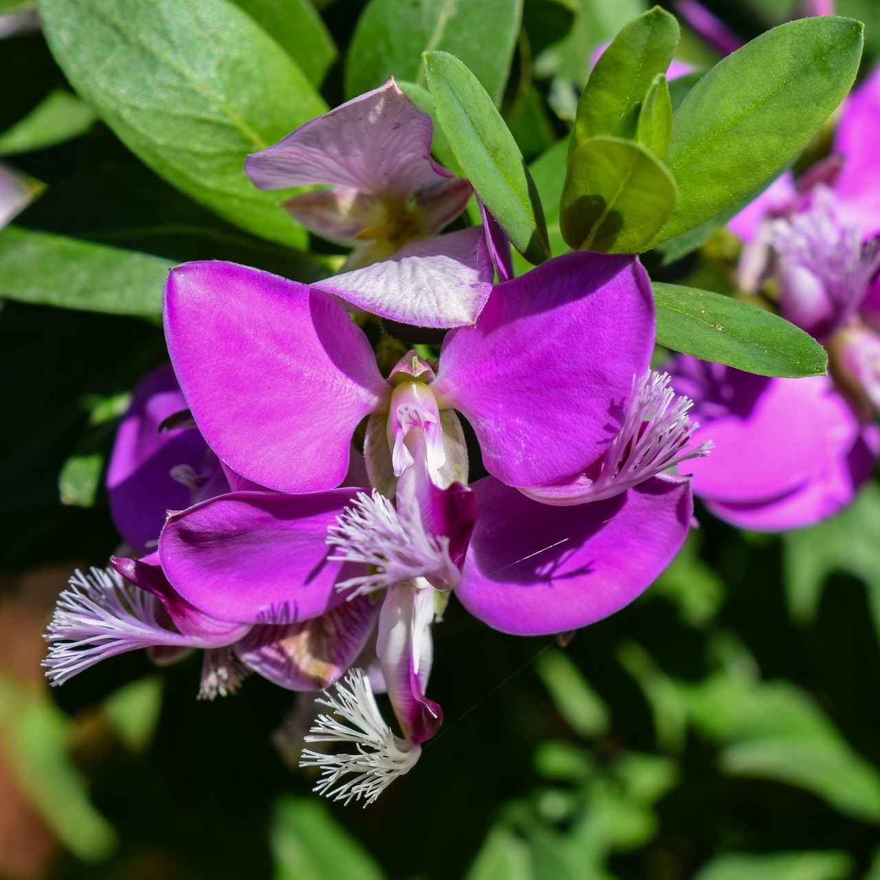 Pobūdį,  Gėlė,  Floros,  Lapų,  Sodas,  Pavasaris,  Violetinė,  Žydi, Nemokamos Nuotraukos,  Nemokama Licenzija