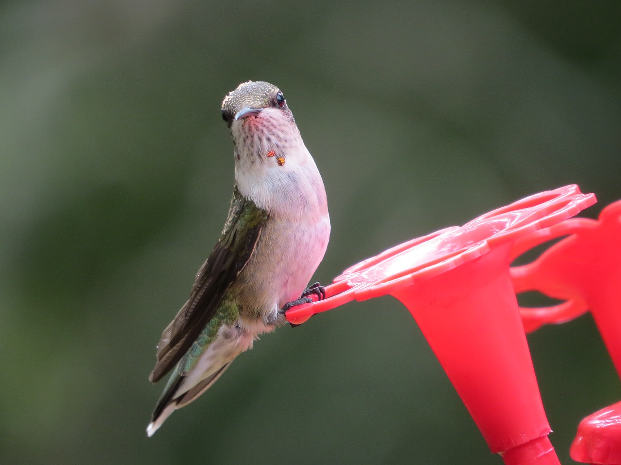 Pobūdį,  Lauke,  Paukštis,  Gyvūnijos,  Kolibris, Nemokamos Nuotraukos,  Nemokama Licenzija