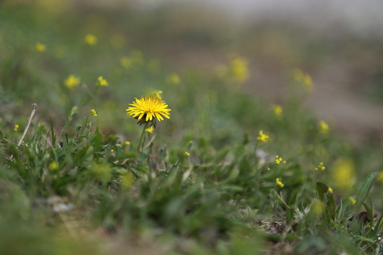 Pobūdį,  Žolė,  Pievomis,  Gėlės,  Lauke,  Augalai,  Wildflower,  Gėlių,  Pavasaris,  Laukas