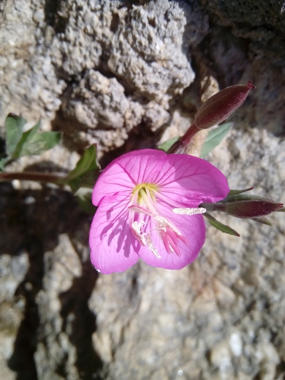 Pobūdį,  Floros,  Gėlė,  Lauke,  Vasara, Nemokamos Nuotraukos,  Nemokama Licenzija