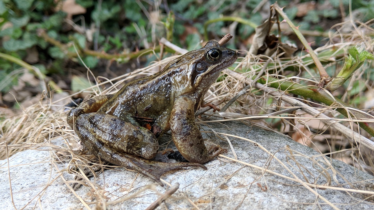 Pobūdį,  Gyvūnijos Pasaulyje, Nemokamos Nuotraukos,  Nemokama Licenzija