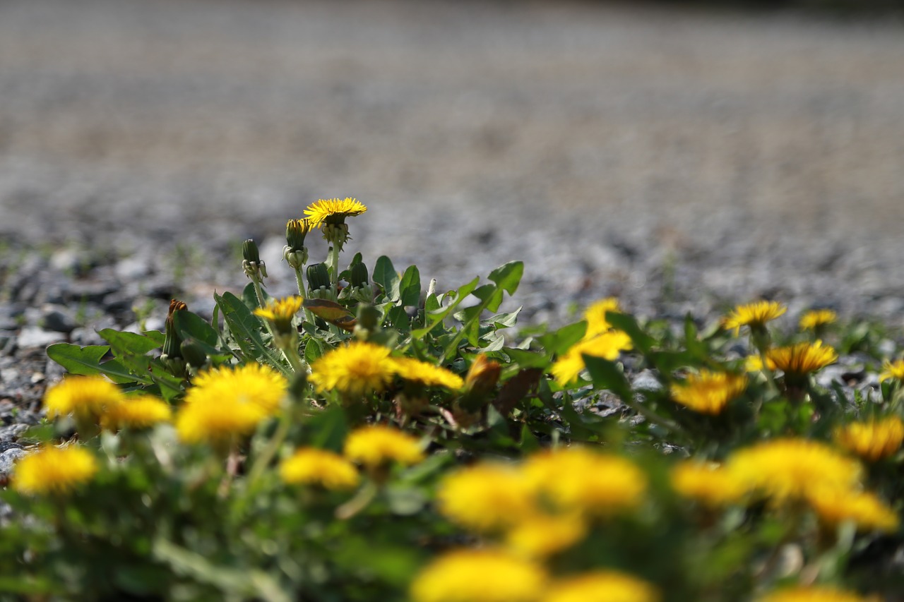 Pobūdį,  Žolė,  Pievomis,  Gėlės,  Lauke,  Augalai,  Wildflower,  Gėlių,  Pavasaris,  Laukas