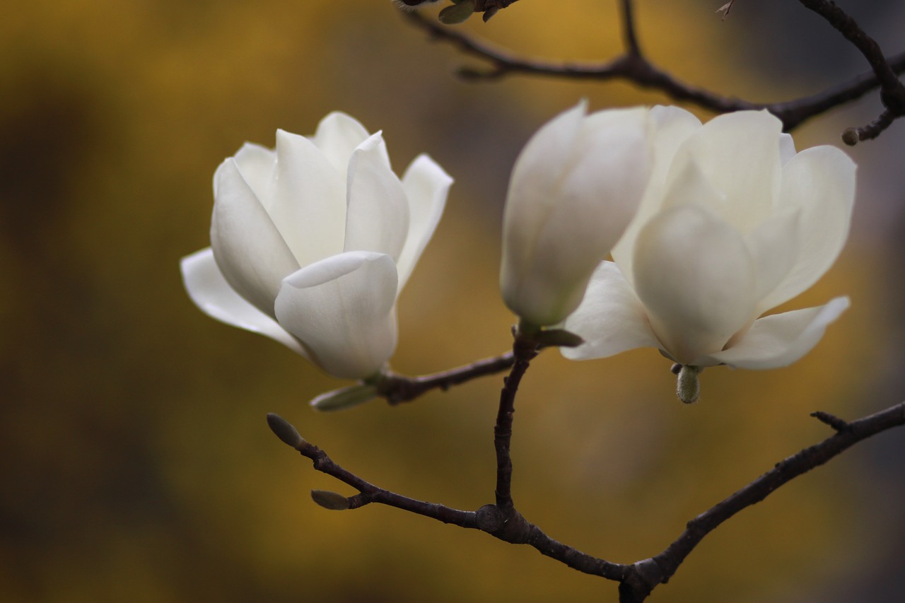 Pobūdį,  Augalai,  Gėlės,  Ketvirtį,  Magnolija,  Žiedlapis,  Gražus,  Sezonas,  Žydėjimo,  Ryškus