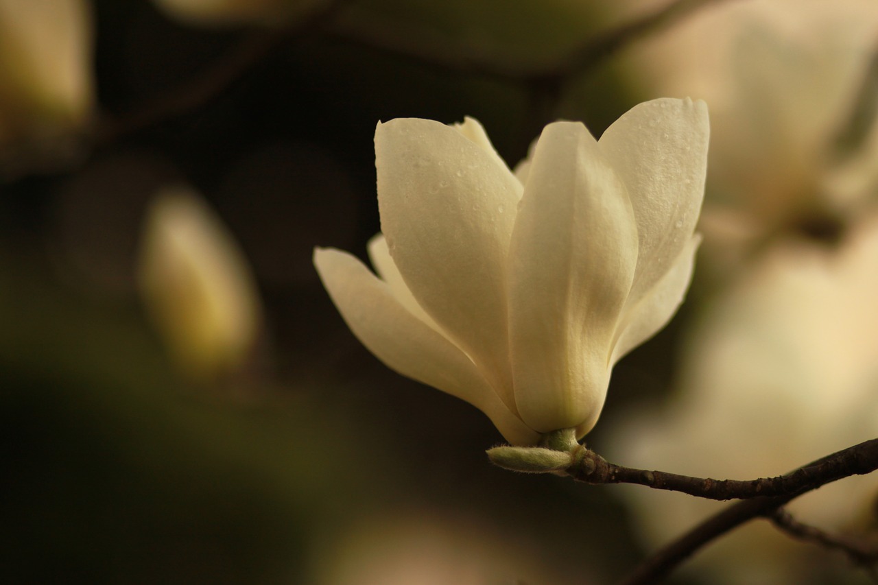 Pobūdį,  Augalai,  Gėlės,  Ketvirtį,  Magnolija,  Žiedlapis,  Gražus,  Sezonas,  Žydėjimo,  Ryškus